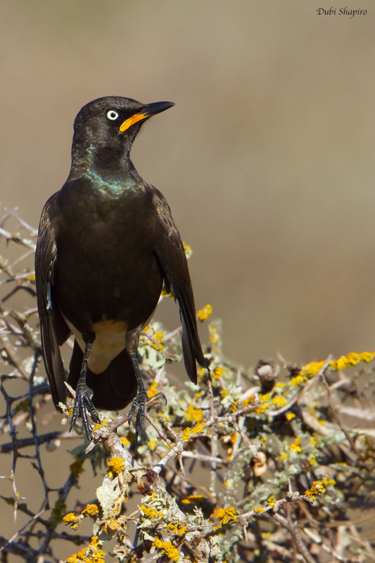 African Pied Starling
