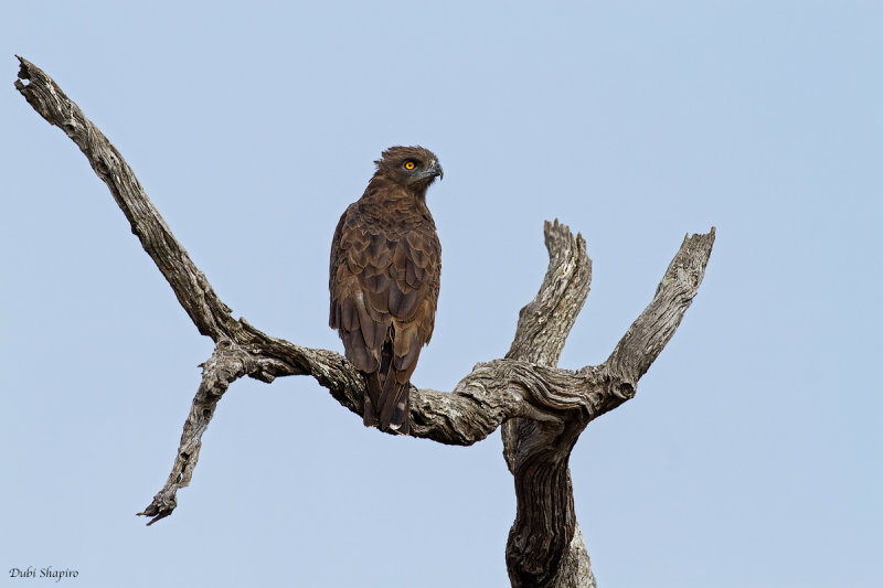 Brown Snake-eagle