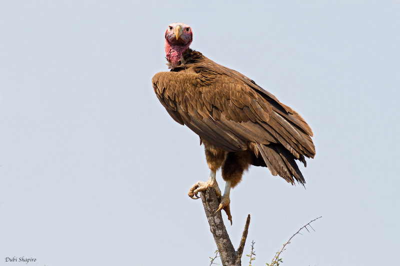 Lappet-faced Vulture  