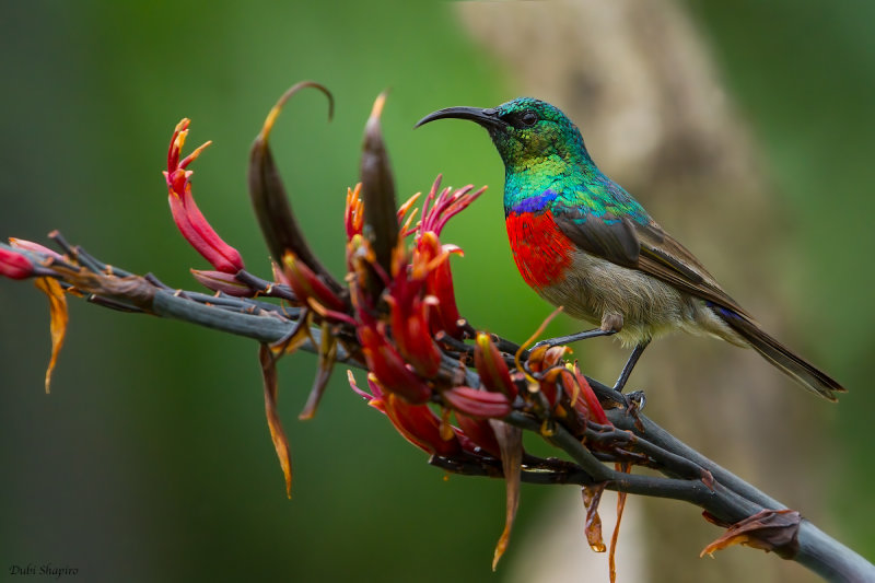 Greater Double-collared Sunbird 