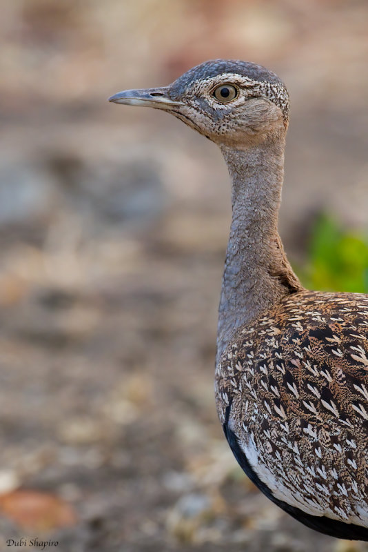 Red-crested Bustard 