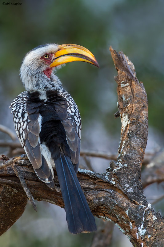 Southern Yellow-billed Hornbill 