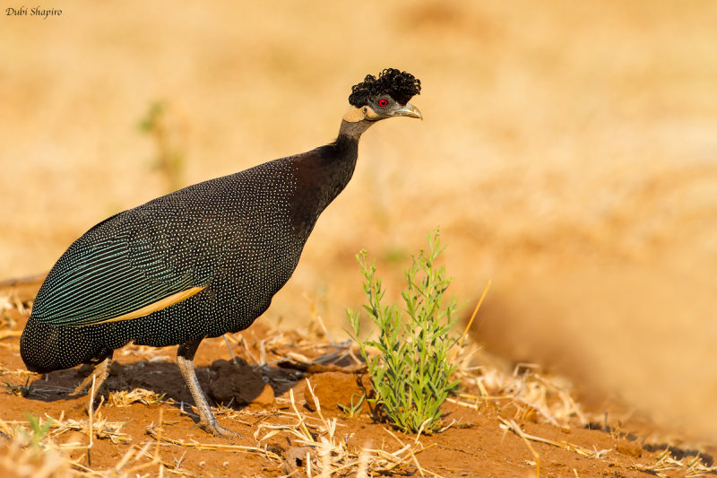 Southern Crested Guineafowl 