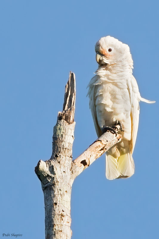 Tanimbar Corella