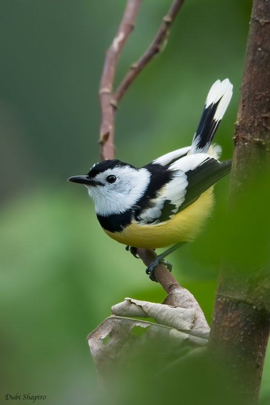 Buff-bellied Monarch