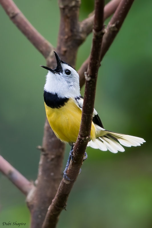 Buff-bellied Monarch 