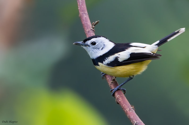 Buff-bellied Monarch 