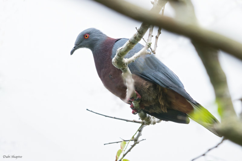 Vanuatu Imperial-pigeon 
