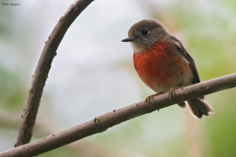 Pacific Robin 