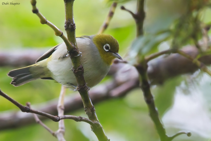 Silvereye 