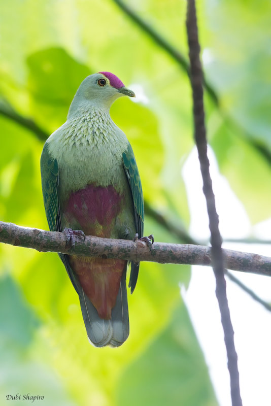 Red-bellied Fruit-dove 