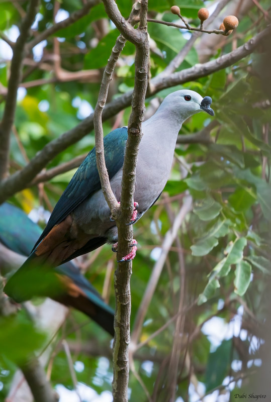 Pacific Imperial-pigeon