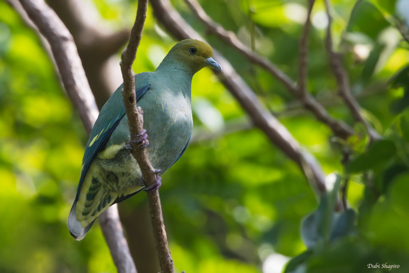 Tanna Fruit-dove 