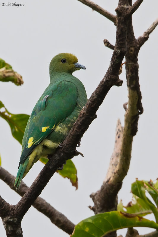 Tanna Fruit-dove 