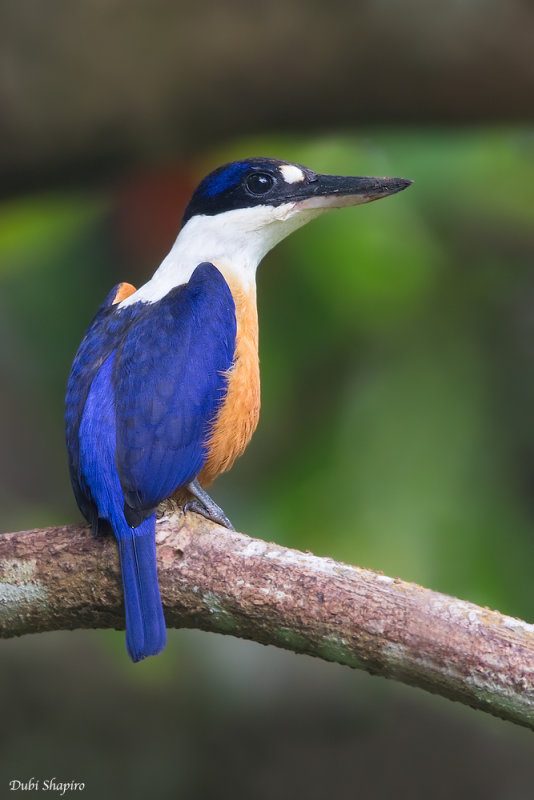 Vanuatu Kingfisher 