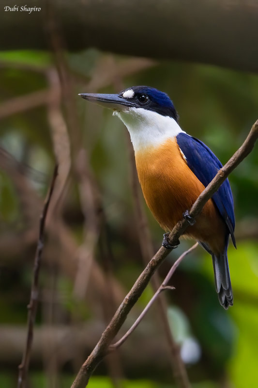Vanuatu Kingfisher 