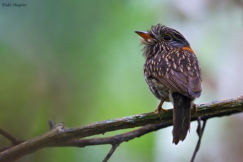 Semicollared Puffbird