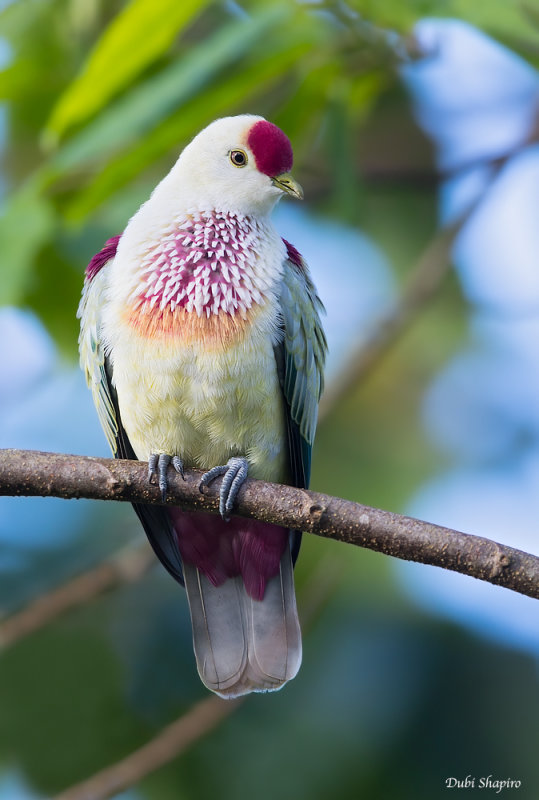 Many-coloured Fruit-dove