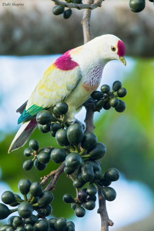 Many-coloured Fruit-dove 