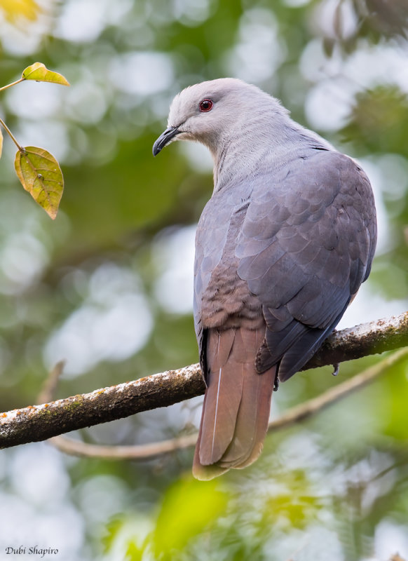 Barking Imperial-pigeon