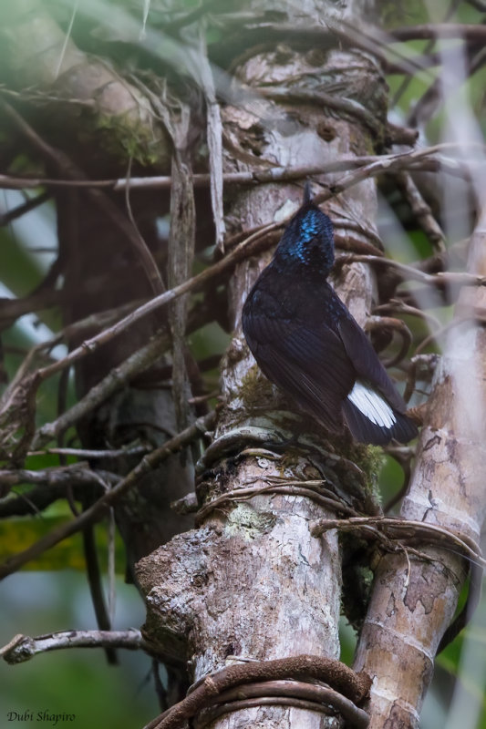 Natewa Silktail 