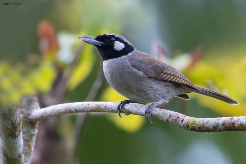 Black-throated Shrikebill