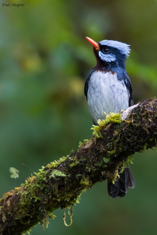 Azure-crested Flycatcher 