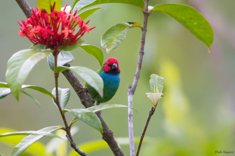 Fiji Parrotfinch 