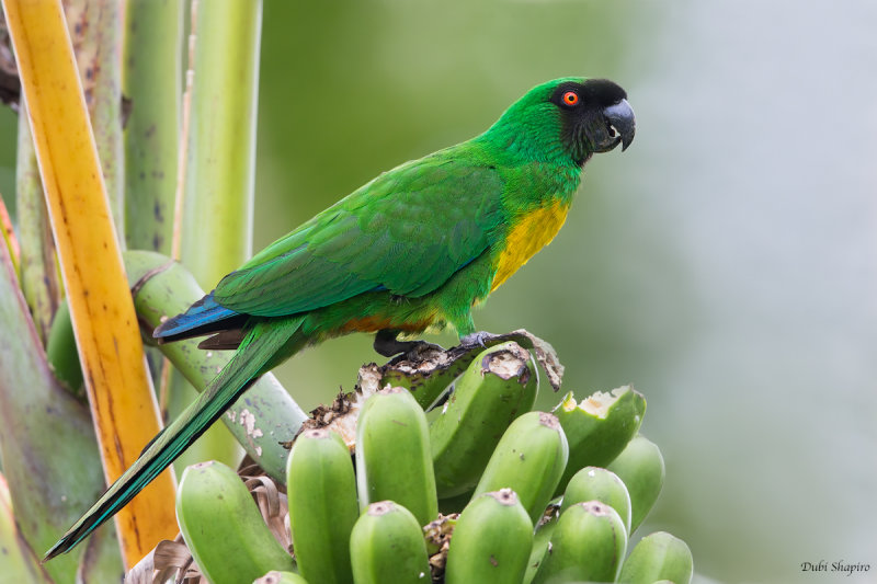 Masked Shining-parrot 