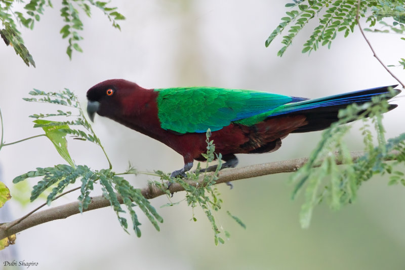 Red Shining-Parrot