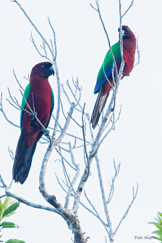 Red Shining-Parrot