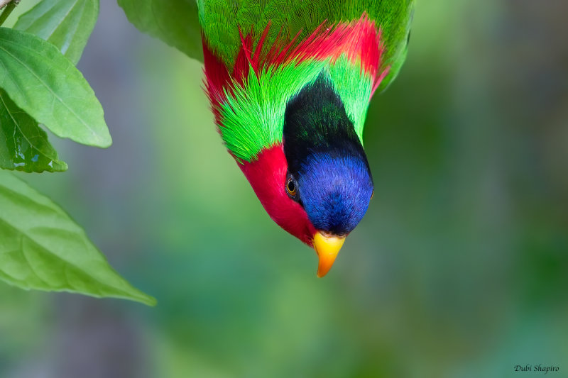 Collared Lory 