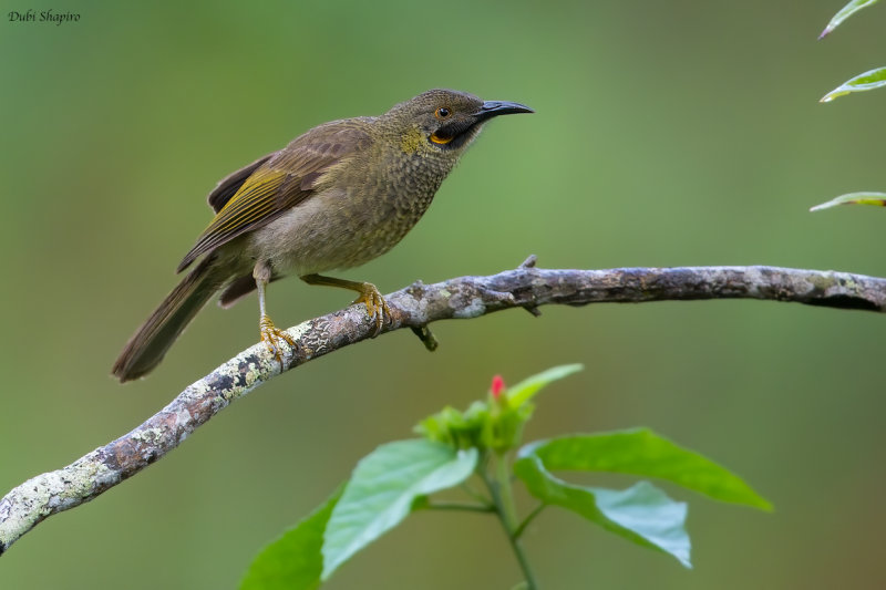 Western Wattled-Honeyeater