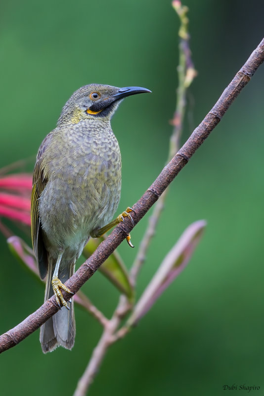 Western Wattled-Honeyeater