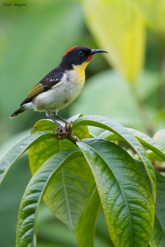 Orange-breasted Myzomela 