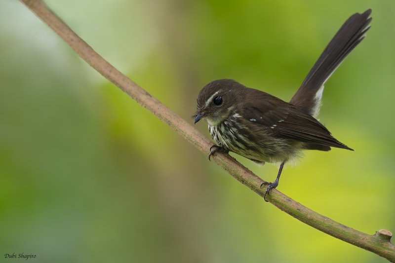 Fiji Streaked Fantail