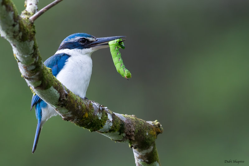 Collared Kingfisher 