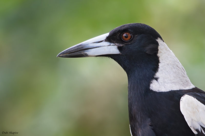 Australian Magpie 