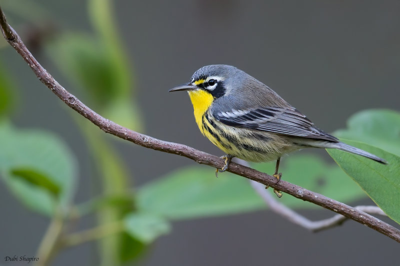 Bahama Warbler