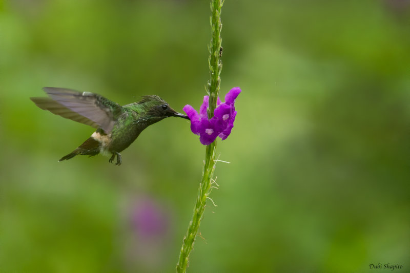 Butterfly Coquette