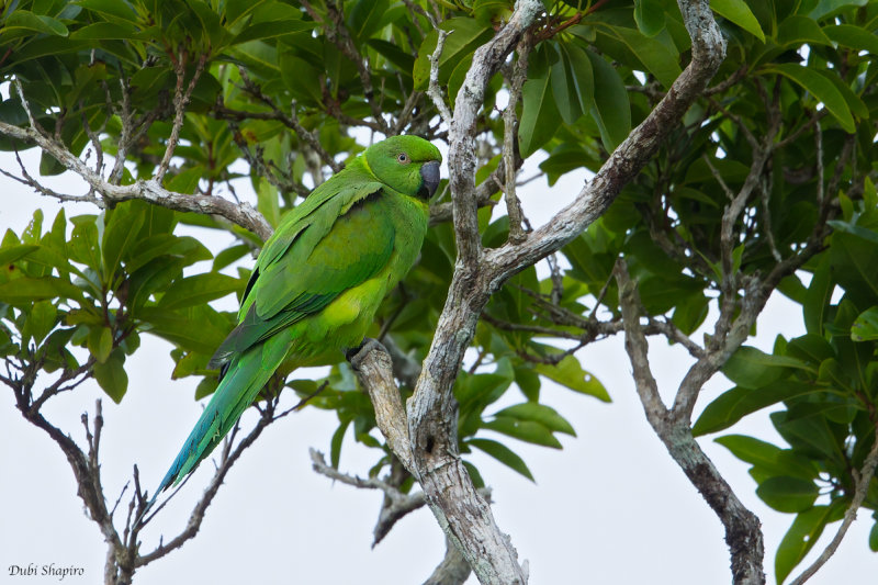 Echo Parakeet 