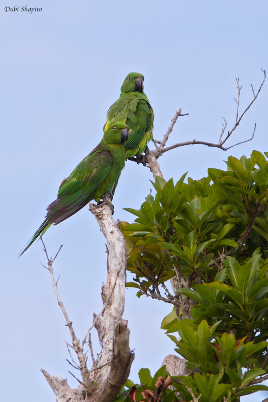 Echo Parakeet 