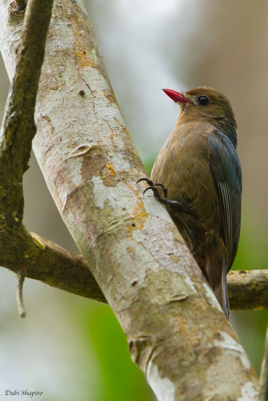 Nuthatch Vanga 