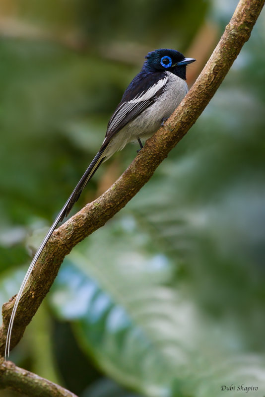 Madagascar Paradise-flycatcher 