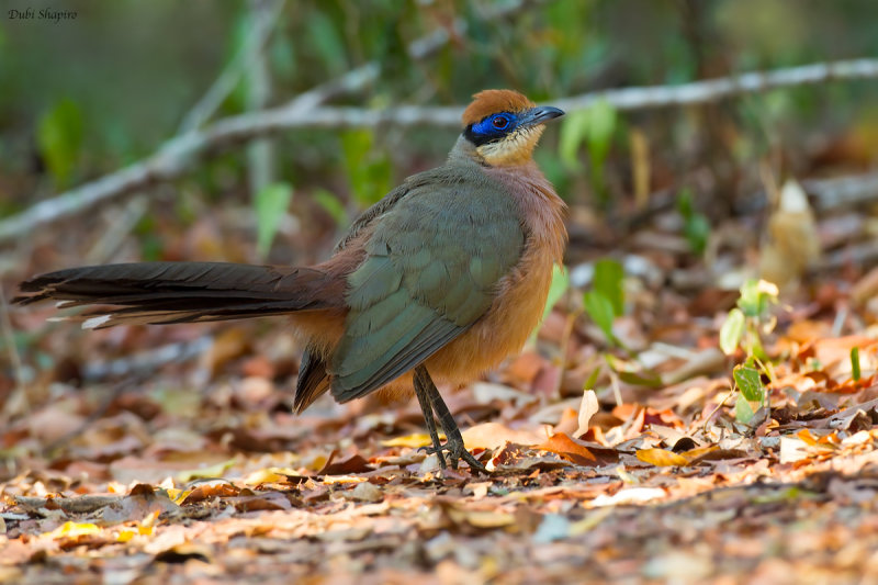 Red-capped Coua 