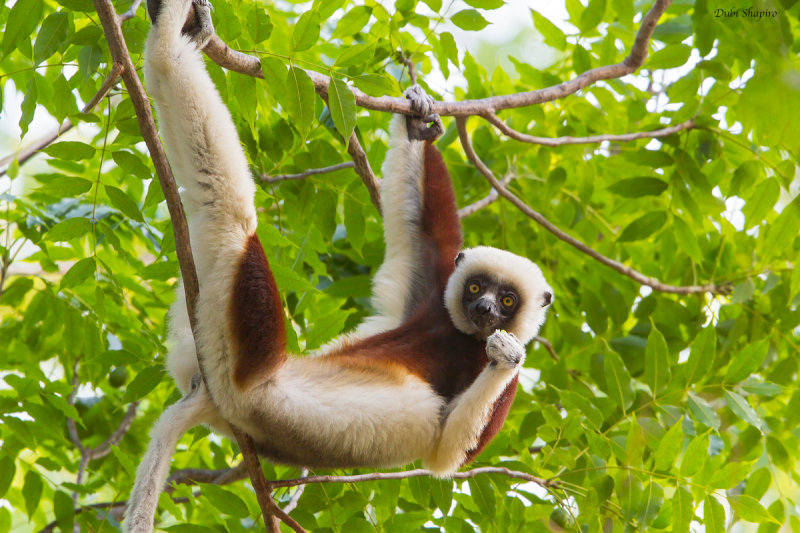 Coquerel's sifaka 