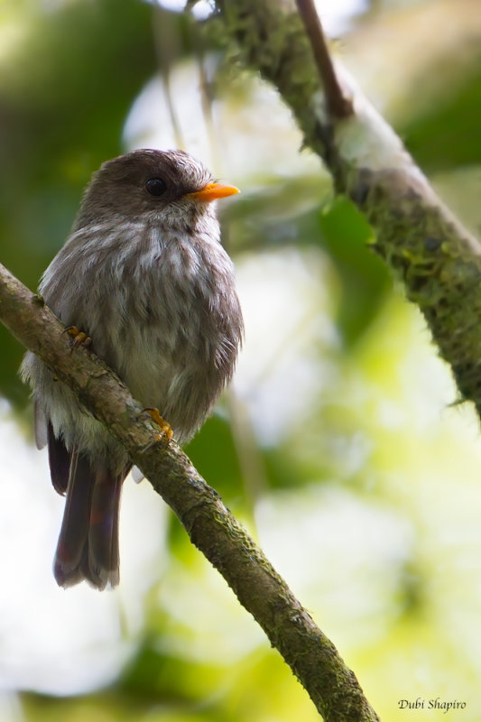 Humblot's Flycatcher 