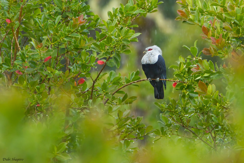 Comoro Blue-pigeon