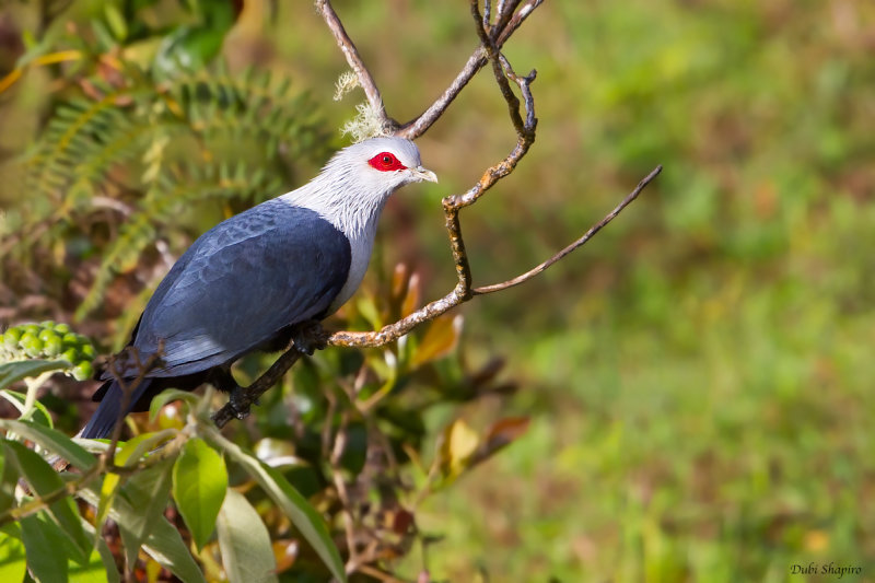 Comoro Blue-pigeon