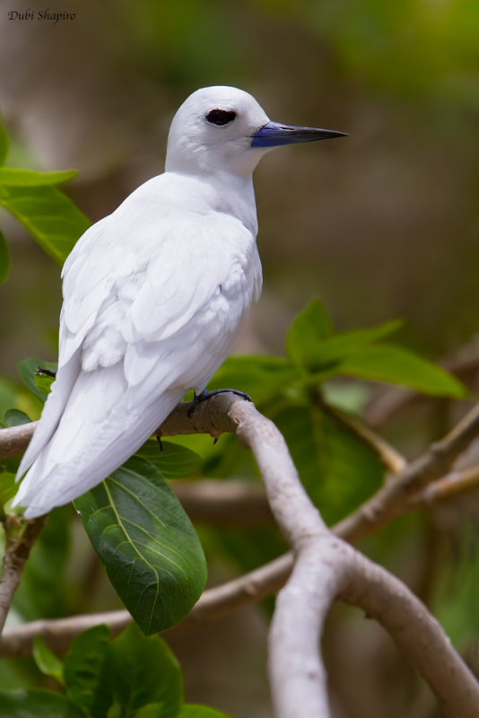 White Tern 